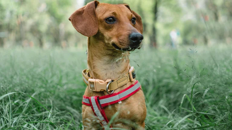 Diferenças Entre Peitoral e Coleira para Pets