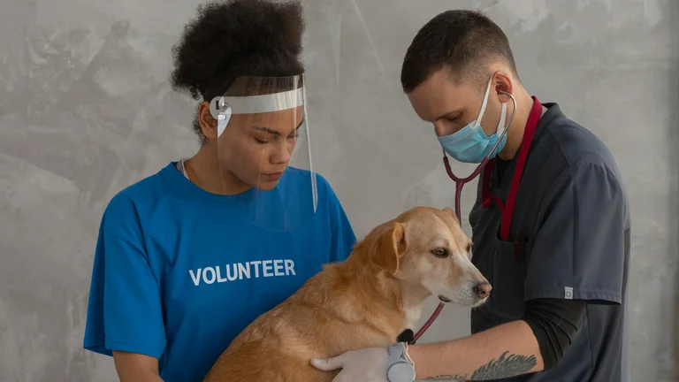 Parcerias entre ONGs e Clínicas Veterinárias: Proteger Animais