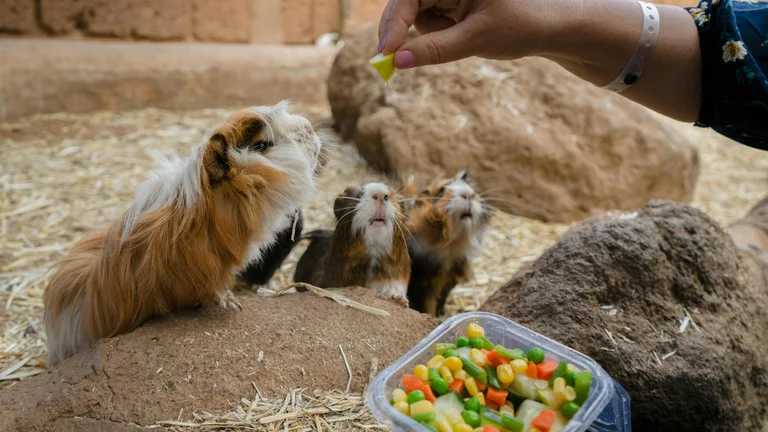 Impacto do Calor no Comportamento Animal: Mudanças e Adaptações
