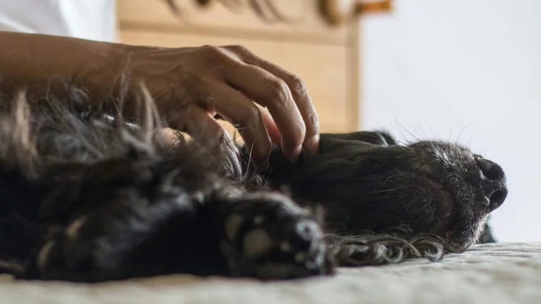 Como Gerenciar a Artrite em Cães Idosos Eficazmente
