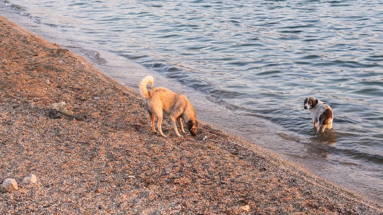 Impacto das Marés em Animais de Estimação Costeiros