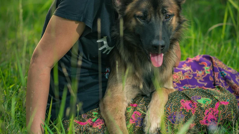 Coleiras com GPS: A Nova Segurança para Seu Pet