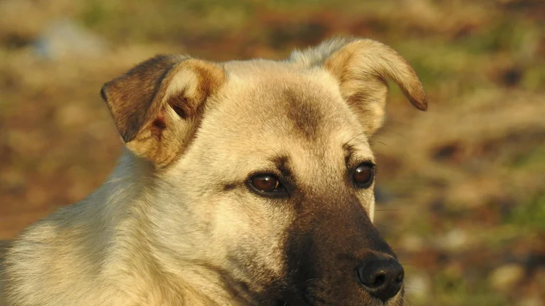 Cuidados Oftalmológicos: Saúde Ocular para Pets