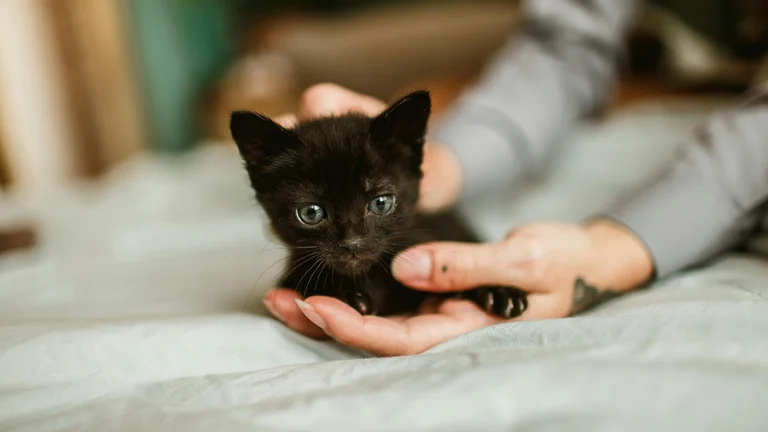 Adaptação de Pets com Traumas Anteriores: Um Guia Prático