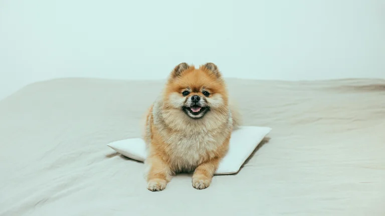 Identifique Sinais de Dor e Desconforto em Cães