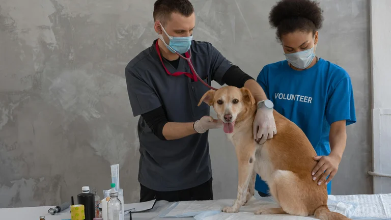 Cuidados em Casos de Parvovirose Canina: O Que Saber