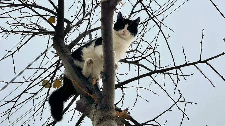 A Anatomia que Faz Gatos Caírem de Pé