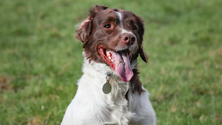 Guia Completo: Escolhendo a Coleira Ideal para Pets