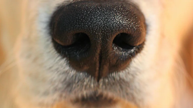 Detecção Precoce de Câncer em Pets: A Importância