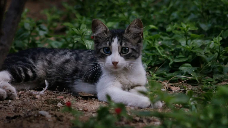 Como os Pets Veem o Mundo Noturno: A Visão dos Animais