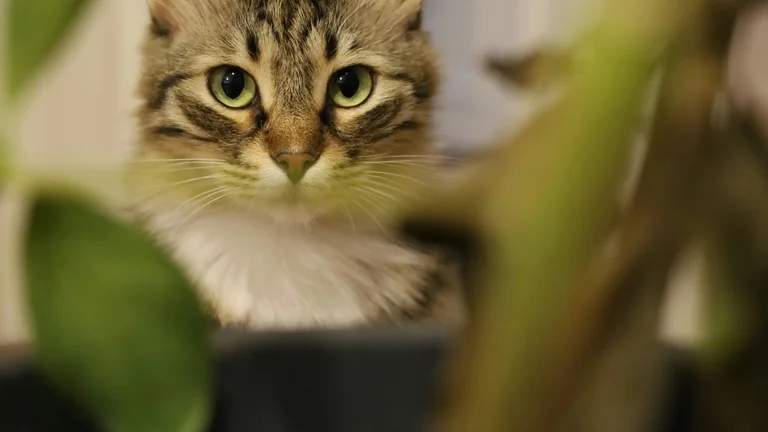 Arranhadores e Playgrounds para Gatos: Benefícios Incríveis