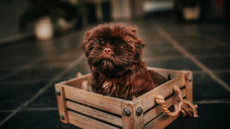Roupas e Acessórios para Raças Pequenas de Cães