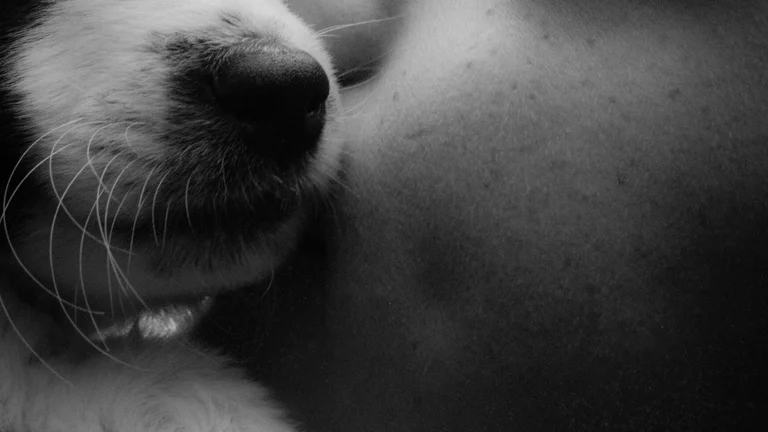 Processo de Triagem de Adoção Responsável para Animais