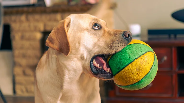 Brinquedos Interativos: Diversão e Estímulo para seu Cachorro