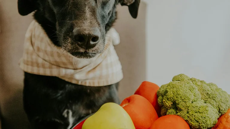 Dicas para Escolher a Ração Ideal para Cães