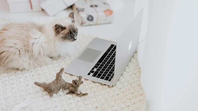 Tapetes Aromáticos de Enriquecimento para Pets