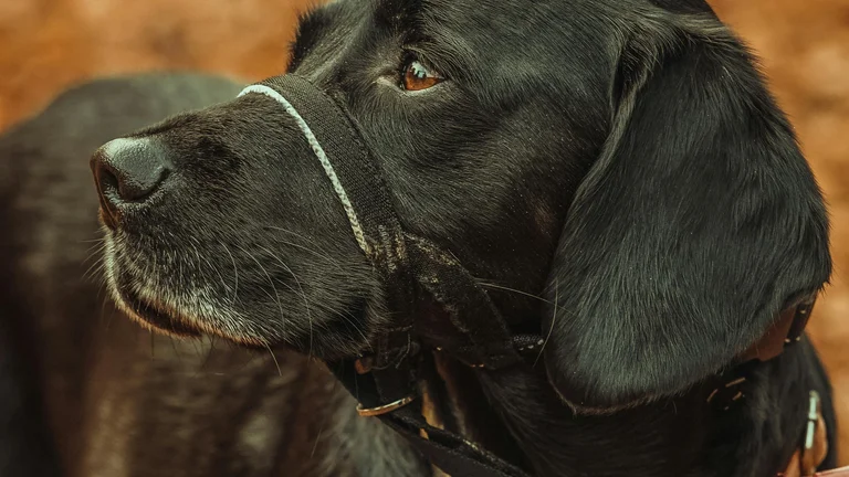 Acessórios de Treino e Obediência: Melhore o Relacionamento com Seu Cão