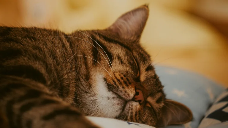 Por que os gatos ronronam? Entenda o significado!