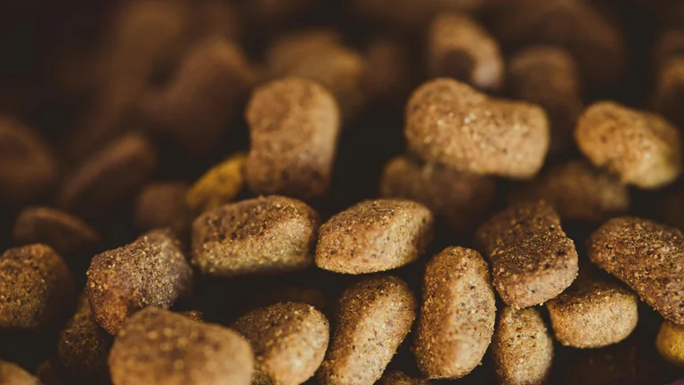 Tendências em Alimentação Pet: O que os Tutores Precisam Saber
