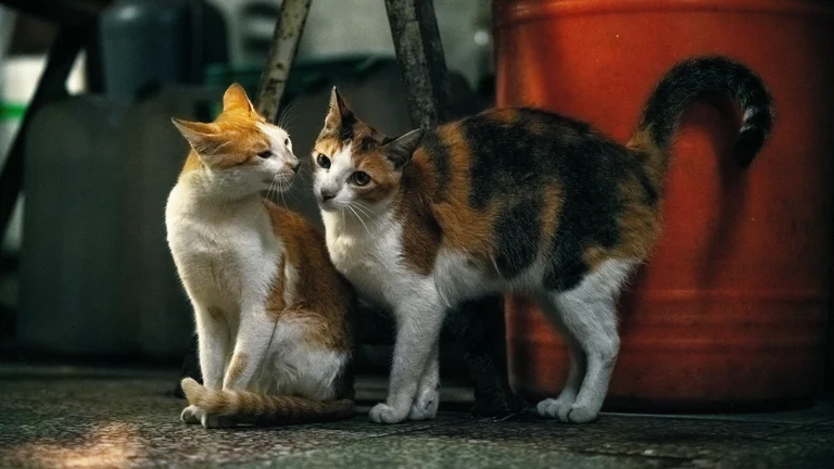 Túneis e Labirintos para Gatos: Diversão e Estímulo
