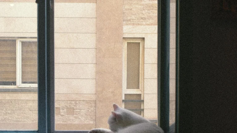 Cuidados com Pets em Ambientes Urbanos: O Guião Completo