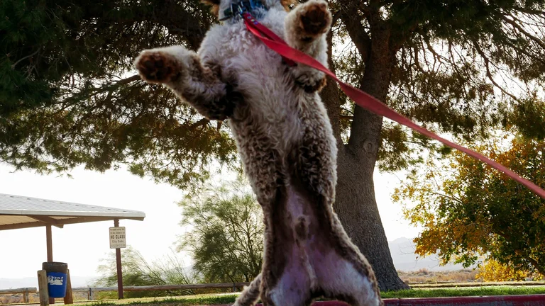 Acessórios para Agility: Melhore seu Treinamento Canino