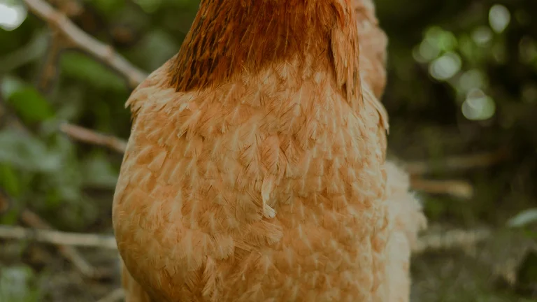 Acessórios Ecológicos para Pets: Conforto Sustentável