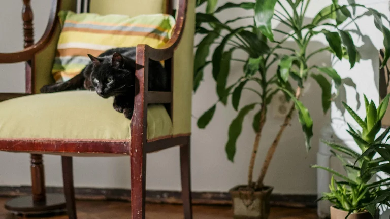 Como Identificar Alergias em Gatos de Forma Eficaz