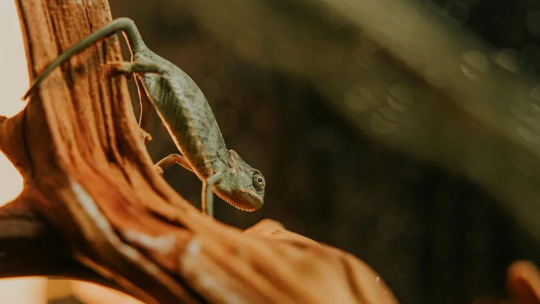 Como os Animais Se Adaptam ao Calor e Suas Estratégias