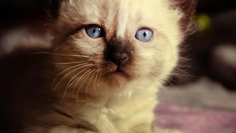 Mitos e Verdades: As Sete Vidas dos Gatos