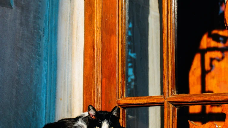 Rituais de Limpeza dos Gatos: Comportamento Natural