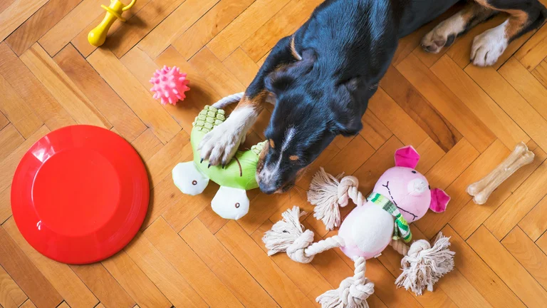 A Evolução dos Brinquedos Pet ao Longo da História