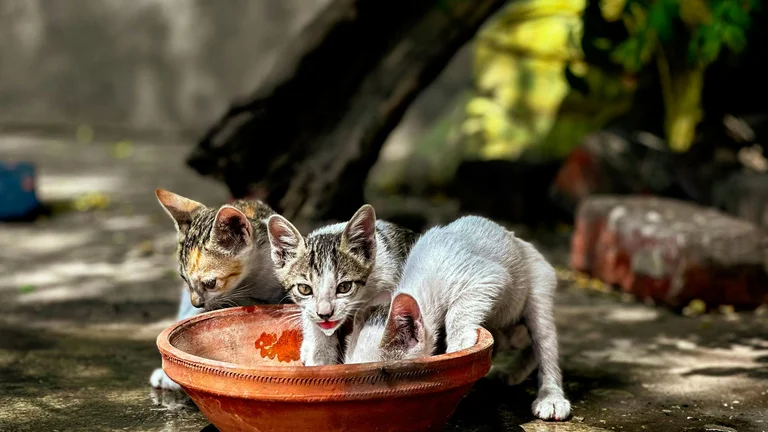 Por que alguns gatos gostam de água? Confira!