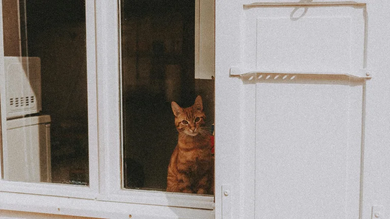 Redes de Janela: Proteja Seu Gato com Estilo e Segurança