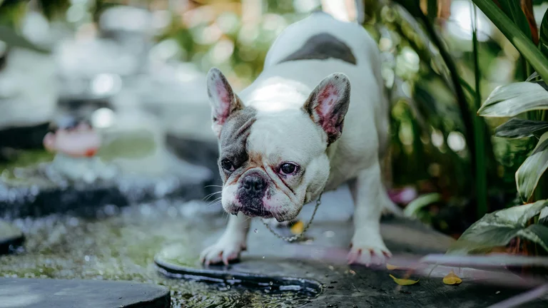 Importância da Água na Dieta Animal para Saúde