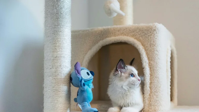 Pelúcias com Catnip: A Diversão para seu Gato