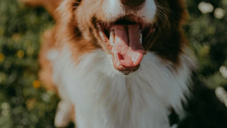 Por que os cães abanam o rabo? Significado e emoções