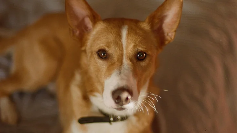 Cuidados Essenciais Pós-Operatórios em Pets