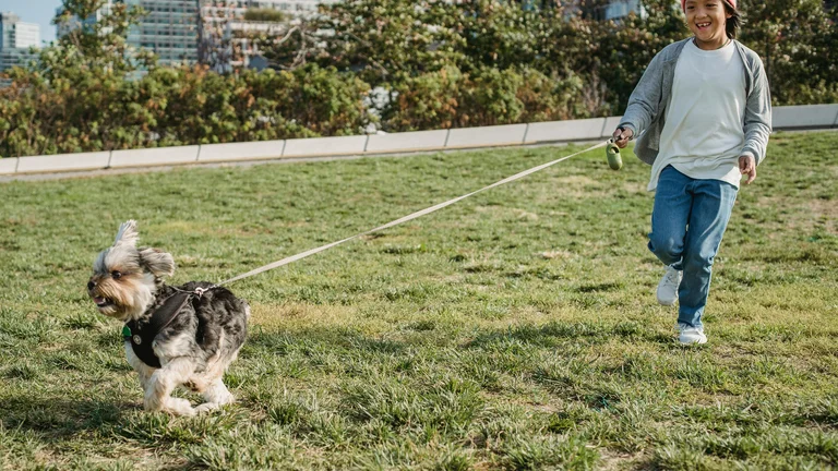 Benefícios do Alongamento para Cães