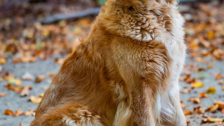 Diferenças Comportamentais entre Raças de Animais