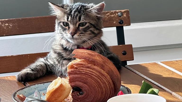 Comparativo: Rações Secas e Úmidas para Animais