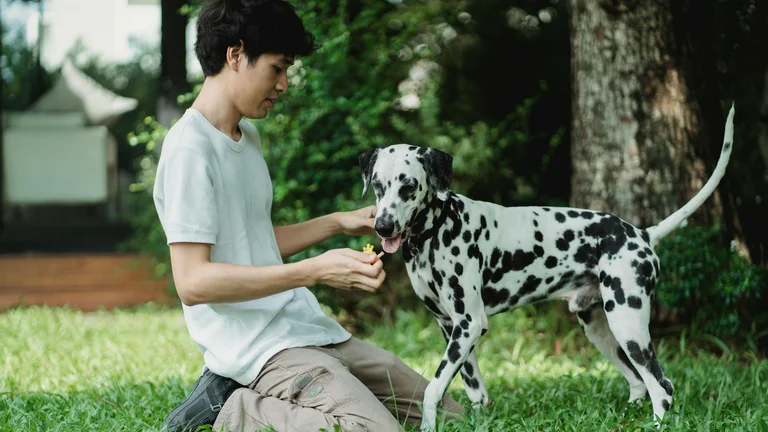 Por que alguns cães têm o hábito de comer grama?