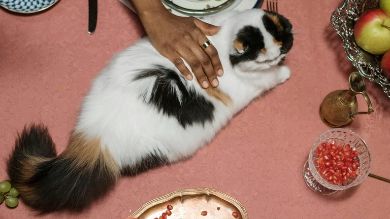 Ração Hipoalergênica: Minimizar Alergias em Pets