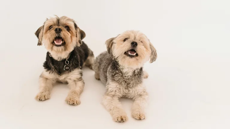 Fatos Fascinantes do Sistema Digestivo dos Animais de Estimação