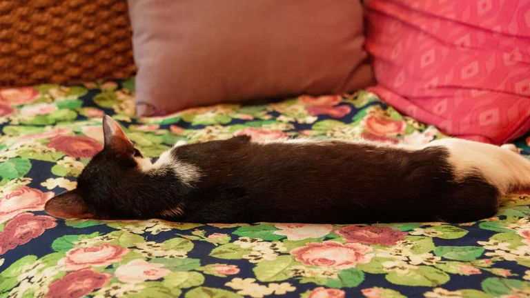 Diferenças de Sono entre Cães e Gatos: O Que Saber