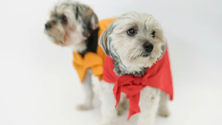 Comida Congelada para Pets: Opção Saudável e Prática