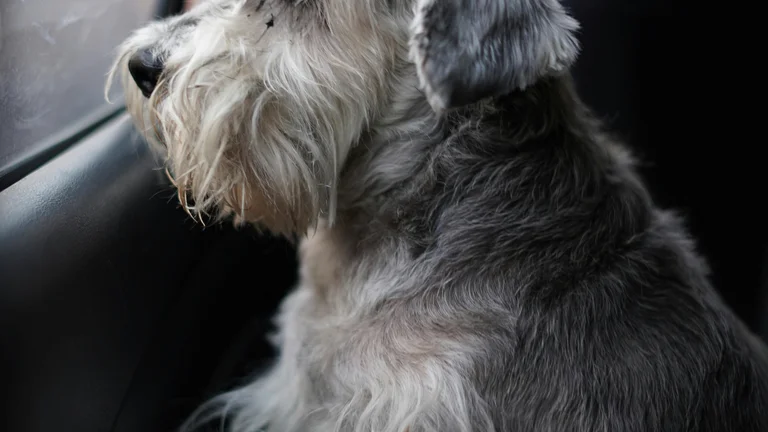 Cintos de Segurança para Cães no Carro: Segurança em Primeiro Lugar