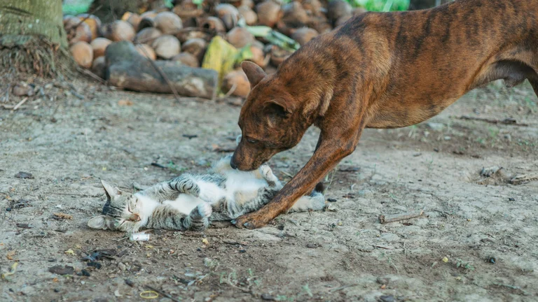 Como o Cheiro Influencia o Humor do Pet